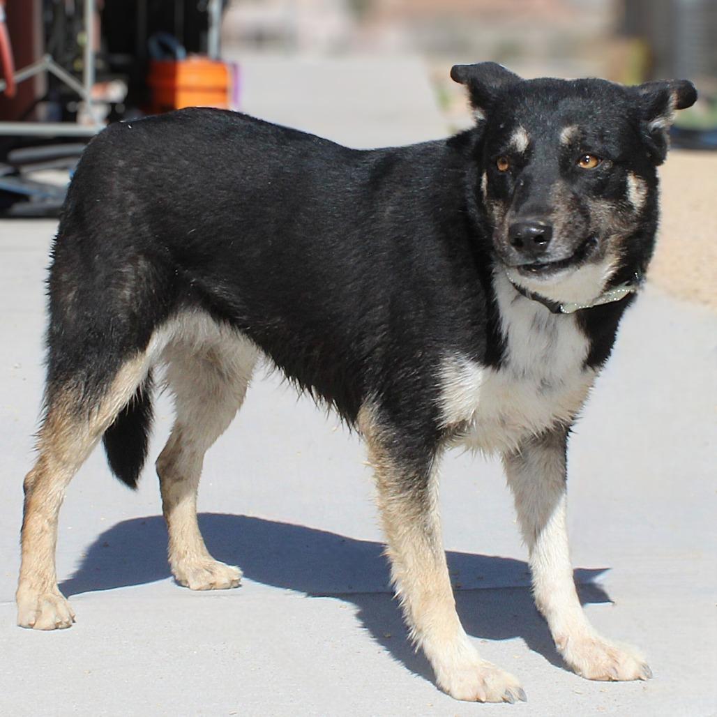Enlarge Maui, a Adoptable Mixed Breed in Las Cruces, NM image 4/5