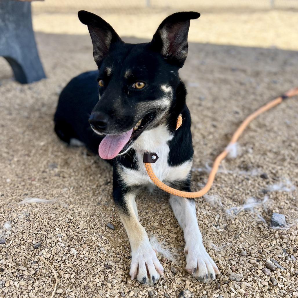 Enlarge Maui, a Adoptable Mixed Breed in Las Cruces, NM image 5/5