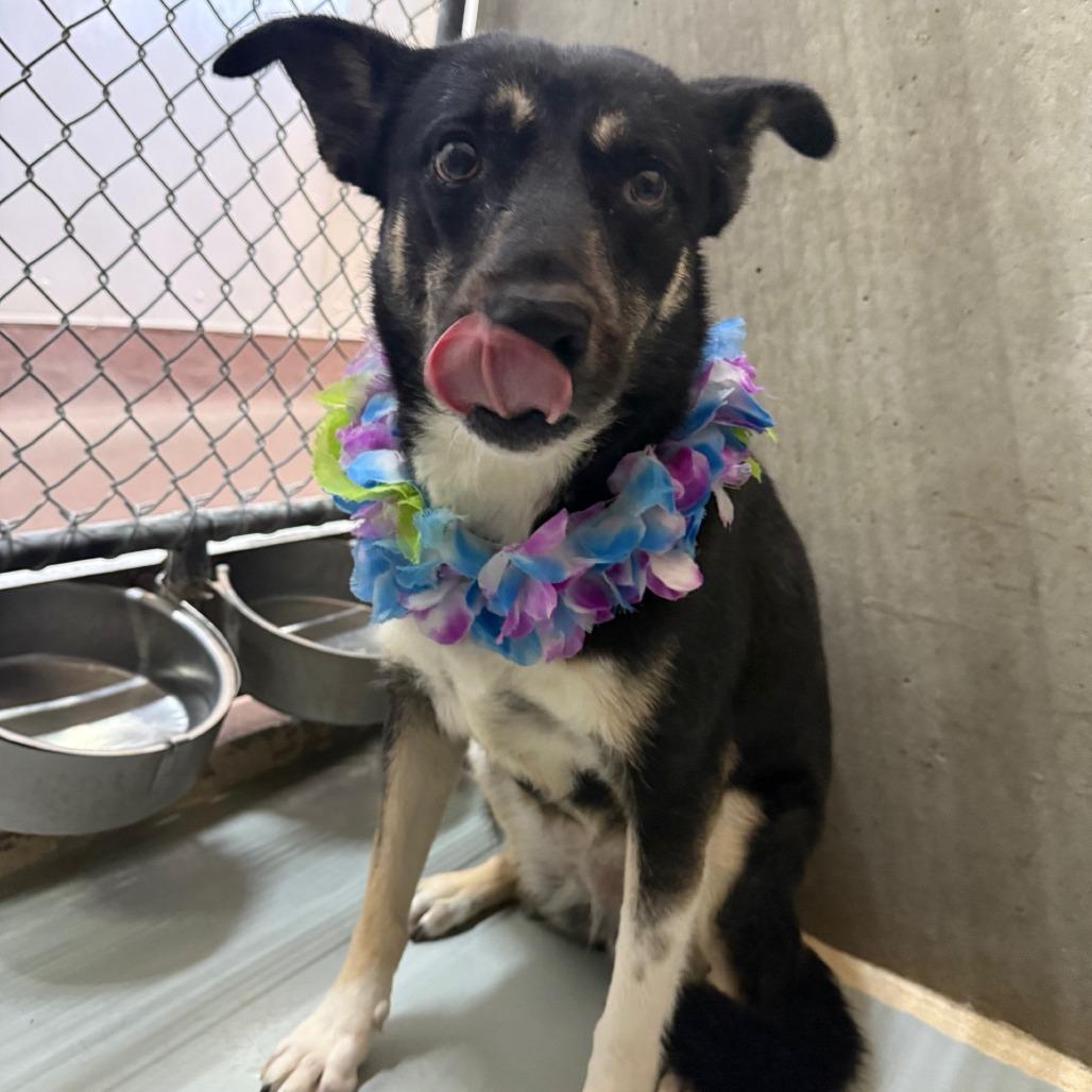 Enlarge Maui, a Adoptable Mixed Breed in Las Cruces, NM image 6/6