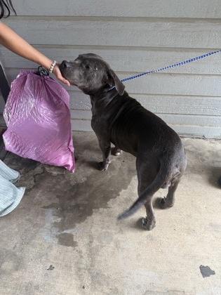 Hunter, Adoptable, Adult Male Pit Bull Terrier & Mixed Breed.
