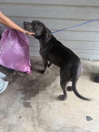 Hunter, a Adoptable mixed breed in North Richland Hills, TX image 2/2