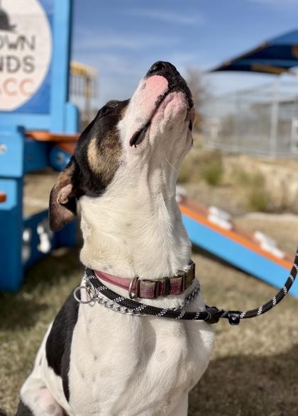 Ringo — thumbnail 3