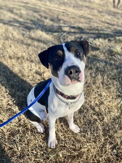 Ringo — thumbnail 4