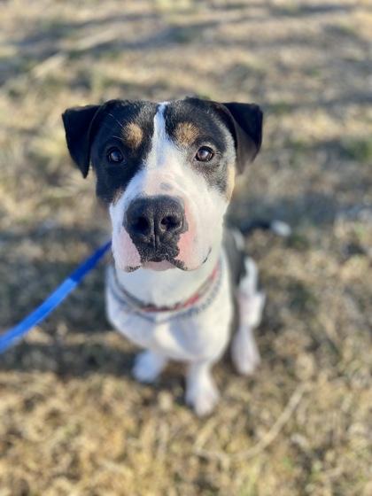 Ringo — thumbnail 5