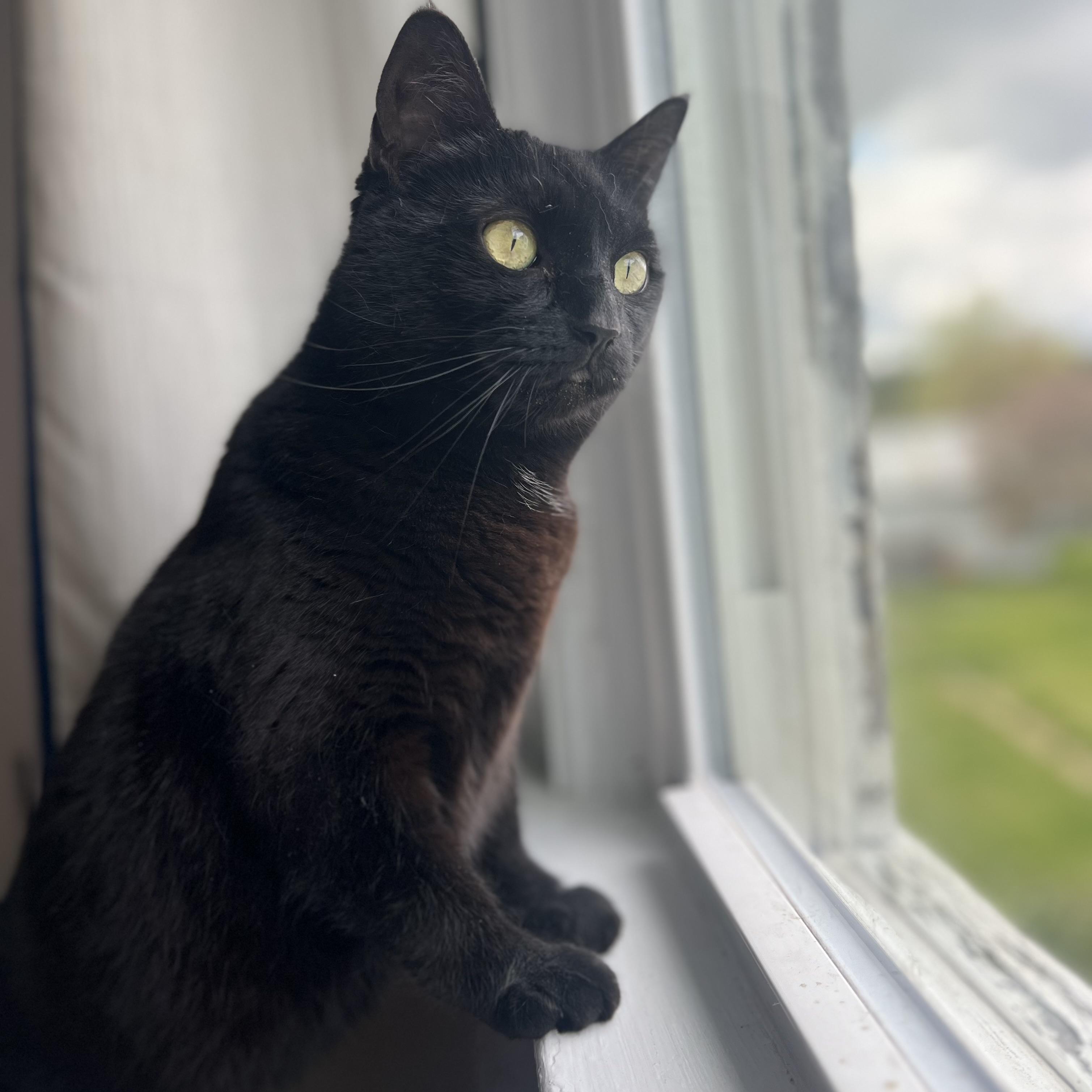 Winnie, ADOPTABLE, Adult Female Domestic Short Hair.