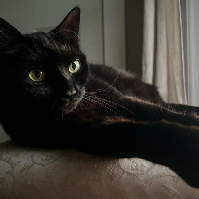 Enlarge Winnie, a ADOPTABLE mixed breed in Amsterdam, NY image 4/6