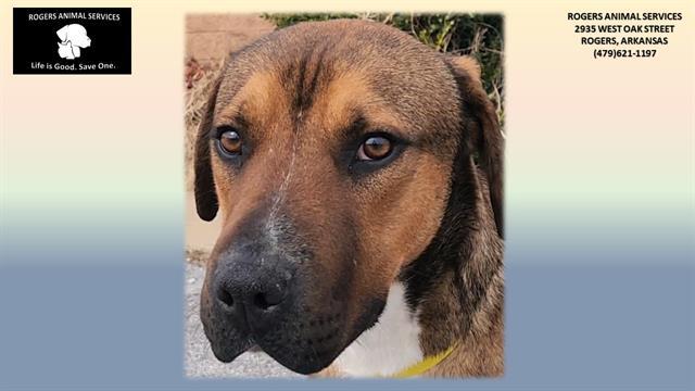 KEVIN, Adoptable, Adult Male Boxer.