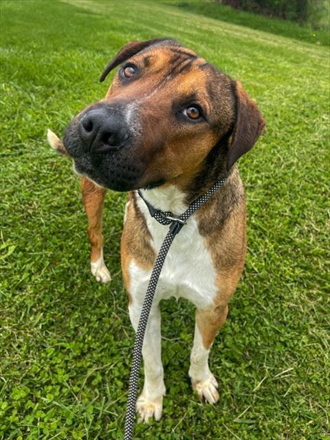 KEVIN, Adoptable, Adult Male Boxer.