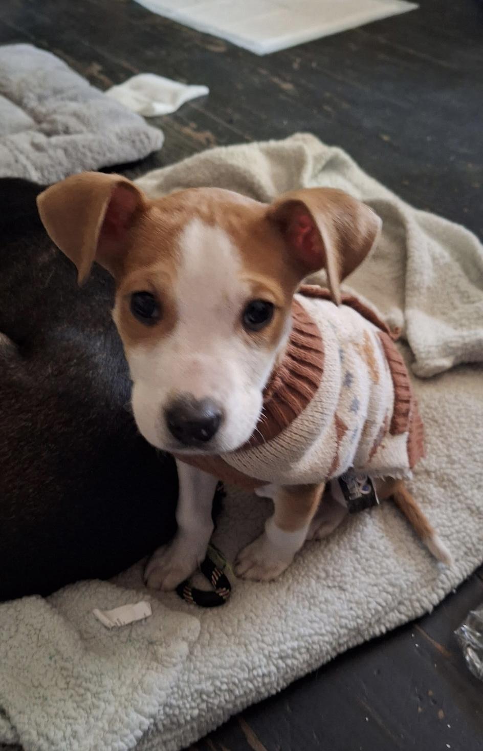 Enlarge J.D., an adopted Jack Russell Terrier in Mobile, AL image 2/6