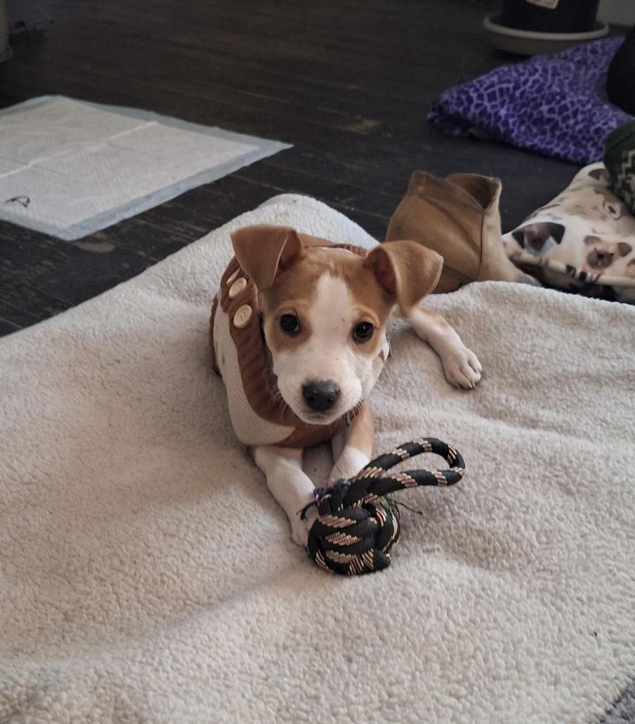 Enlarge J.D., an adopted Jack Russell Terrier in Mobile, AL image 4/6