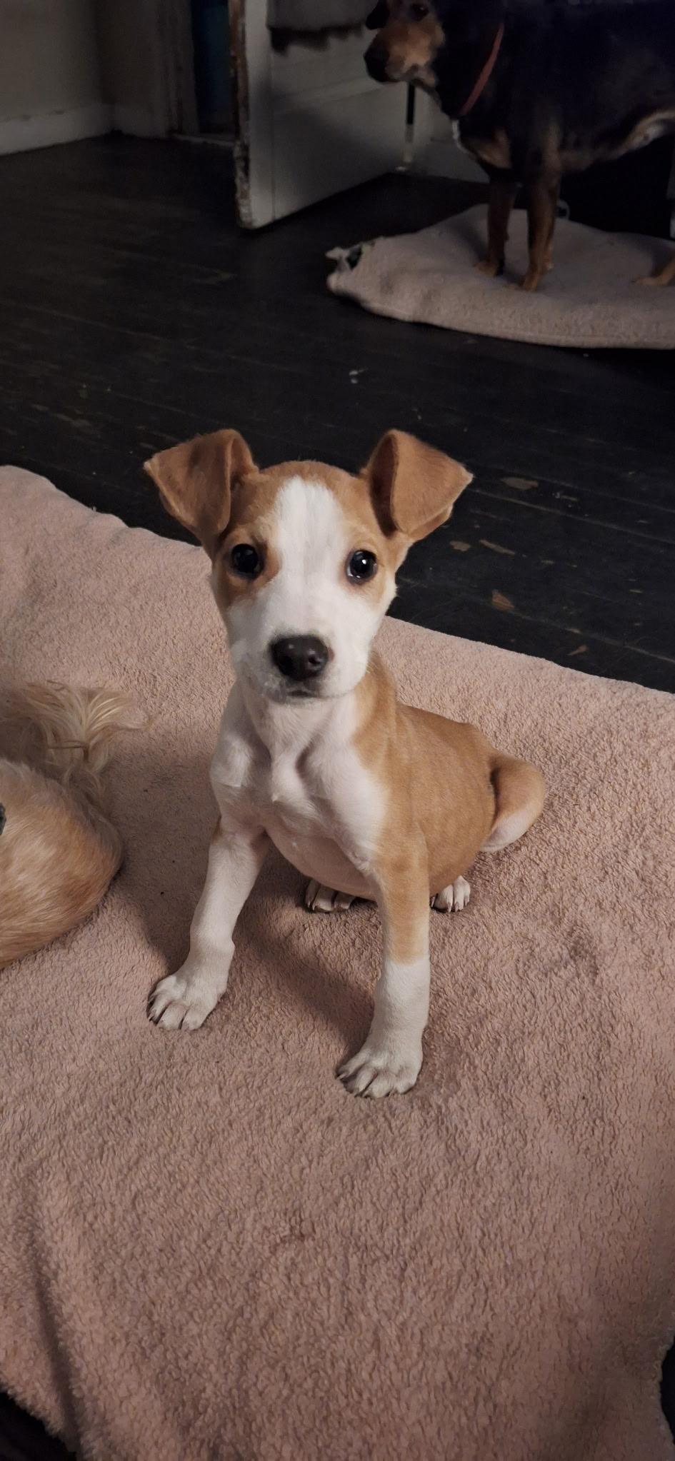 Enlarge J.D., an adopted Jack Russell Terrier in Mobile, AL image 5/6