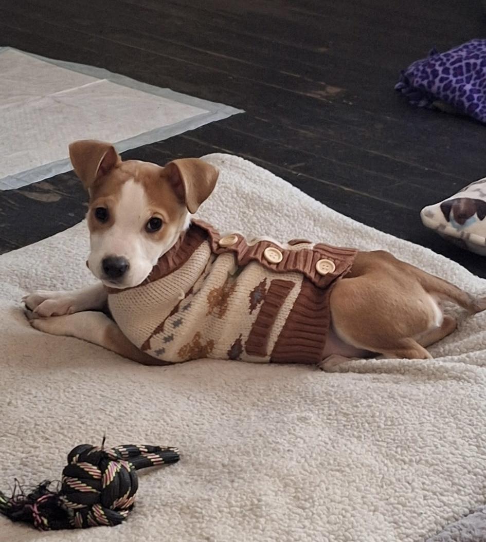 J.D., adopted, Puppy Male Jack Russell Terrier.