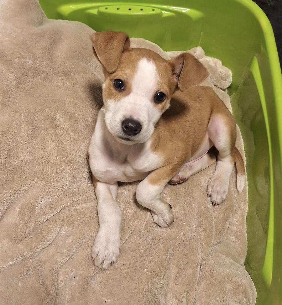 Enlarge J.D., an adopted Jack Russell Terrier in Mobile, AL image 3/6