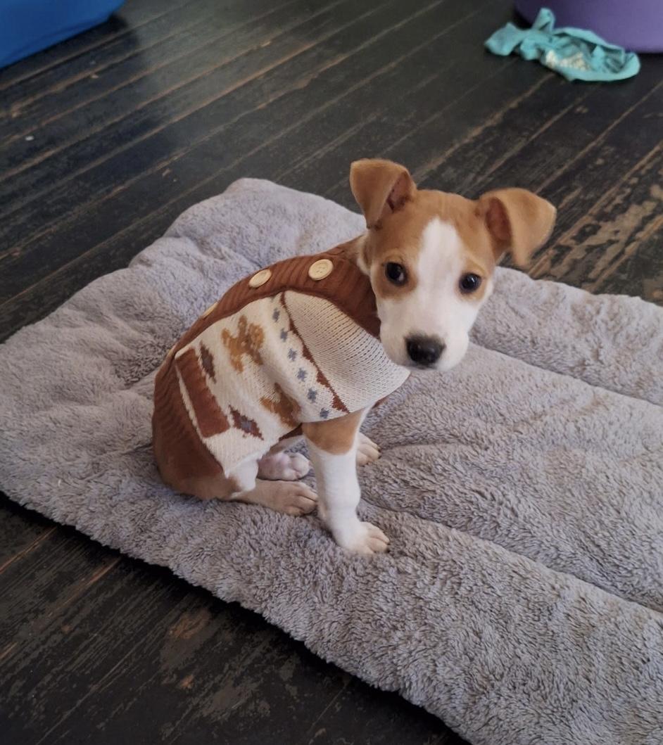 Enlarge J.D., an adopted Jack Russell Terrier in Mobile, AL image 6/6