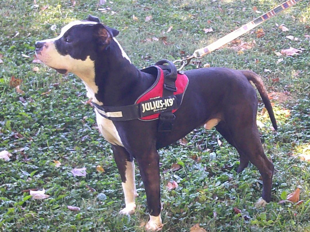 Titan, Adoptable, Adult Male American Bully.