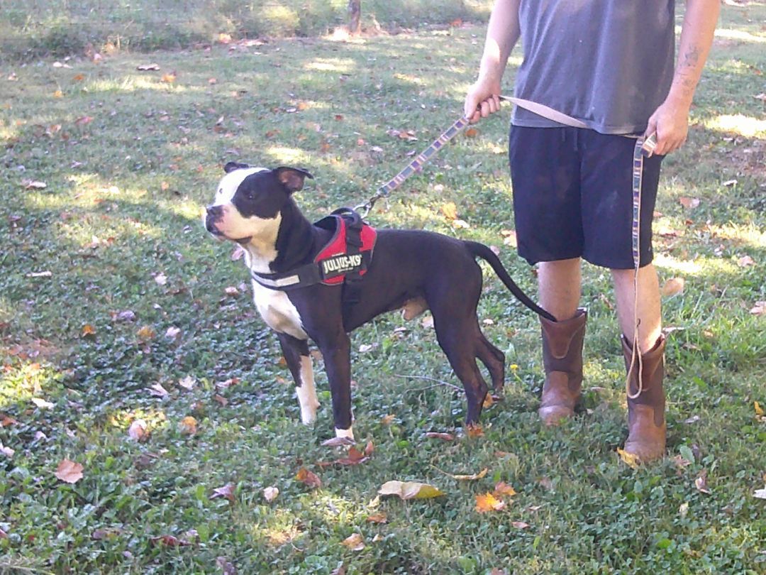 Titan, a Adoptable mixed breed in Osgood, IN image 2/5