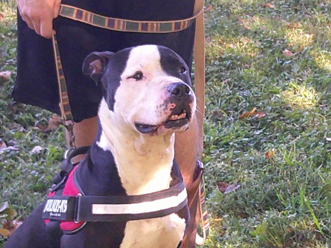 Titan, a Adoptable mixed breed in Osgood, IN image 3/5