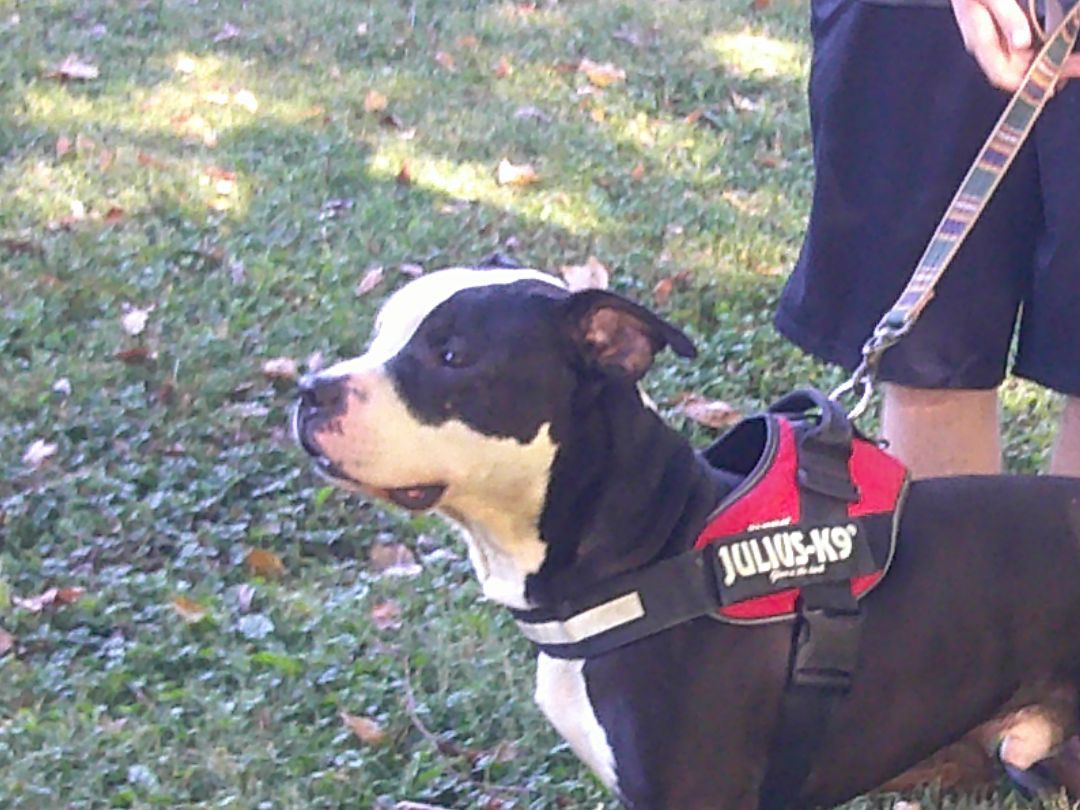 Titan, a Adoptable mixed breed in Osgood, IN image 4/5