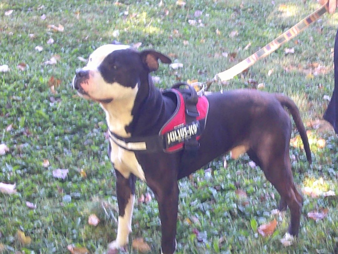 Titan, a Adoptable mixed breed in Osgood, IN image 5/5