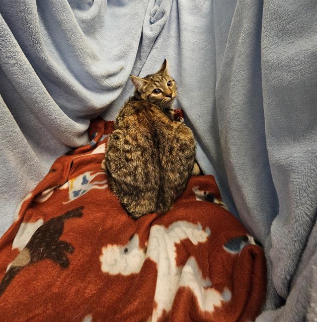 Enlarge DOODLES, a Adoptable Domestic Short Hair in Winter Haven, FL image 1/1