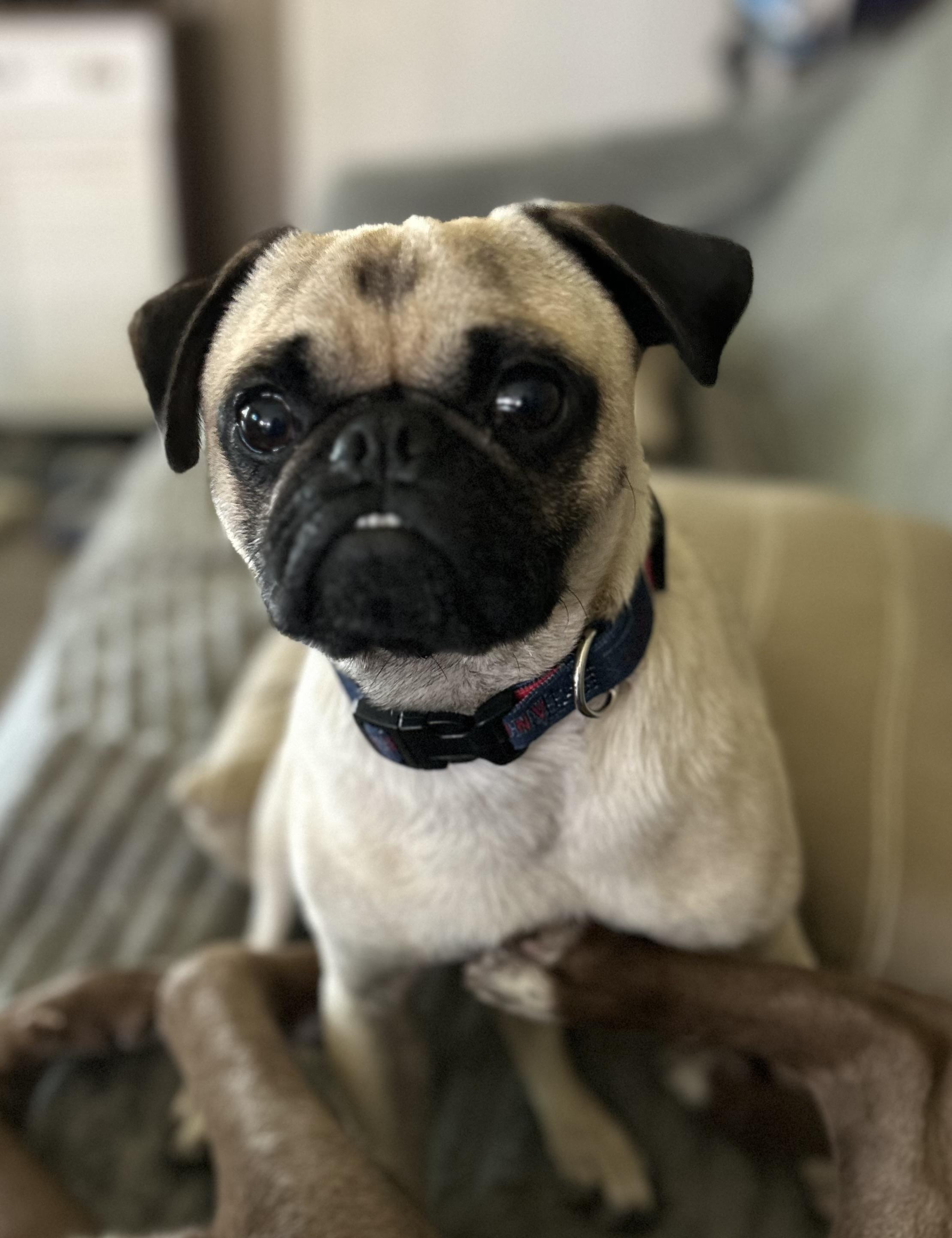 Enlarge Bugsy, a ADOPTABLE Pug in Helendale, CA image 1/3