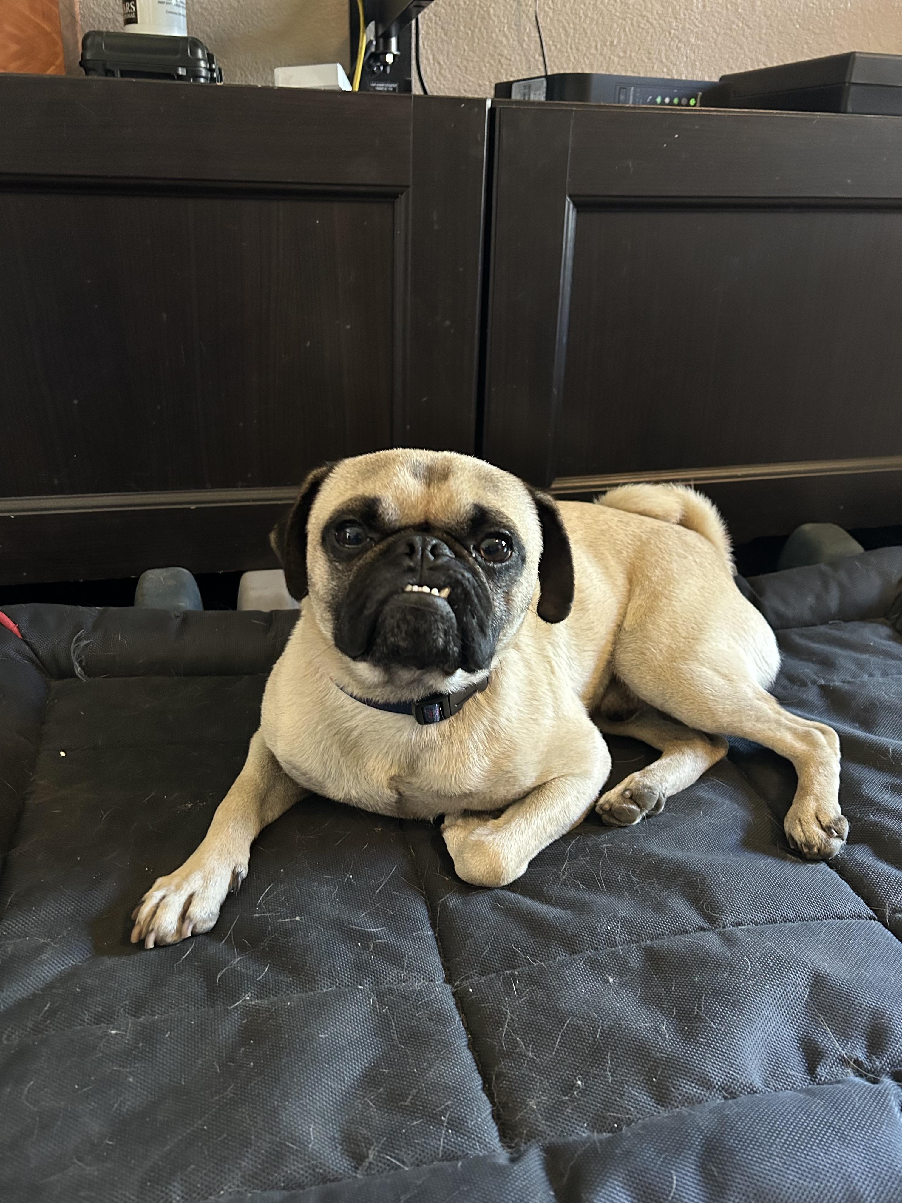 Enlarge Bugsy, a ADOPTABLE Pug in Helendale, CA image 2/3