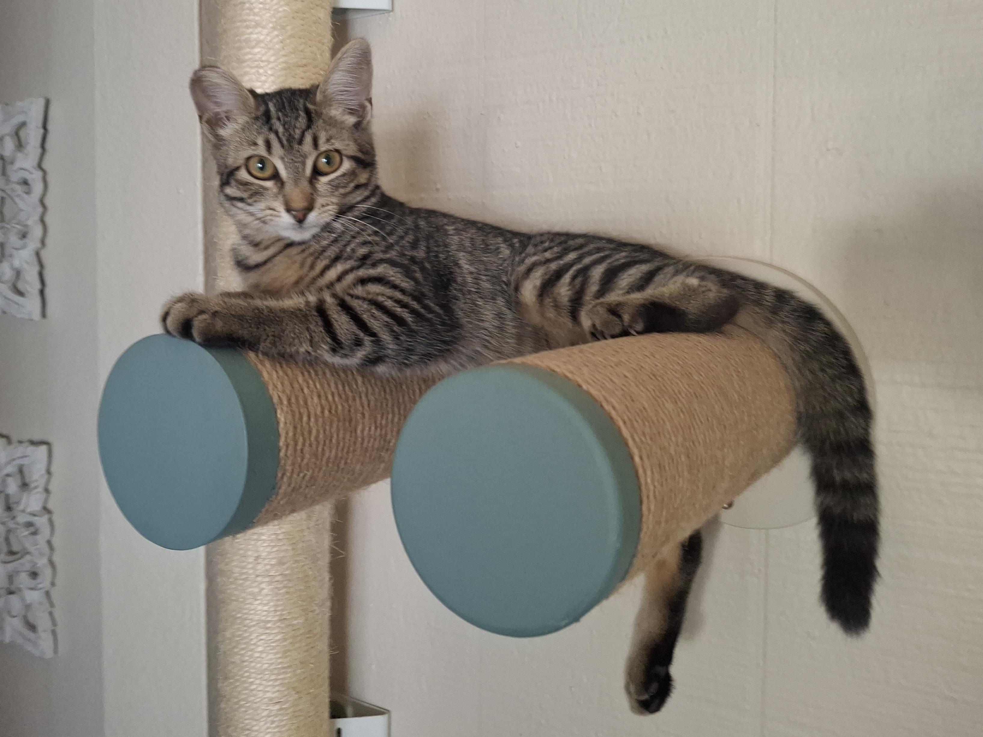 Enlarge Cheetara, a Adoptable mixed breed in Yorba Linda, CA image 2/6