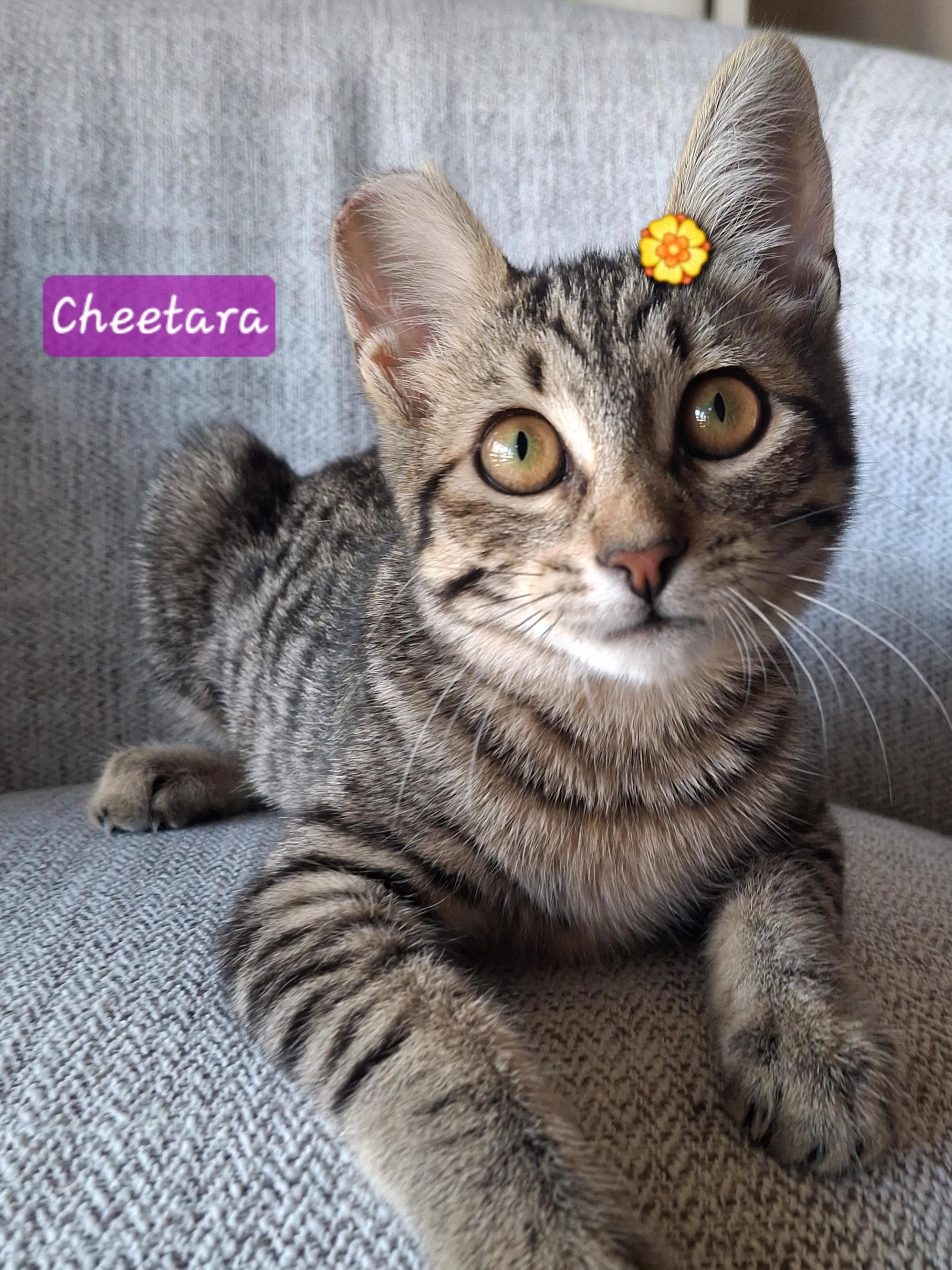 Cheetara, Adoptable, Kitten Female Domestic Short Hair & Bengal.