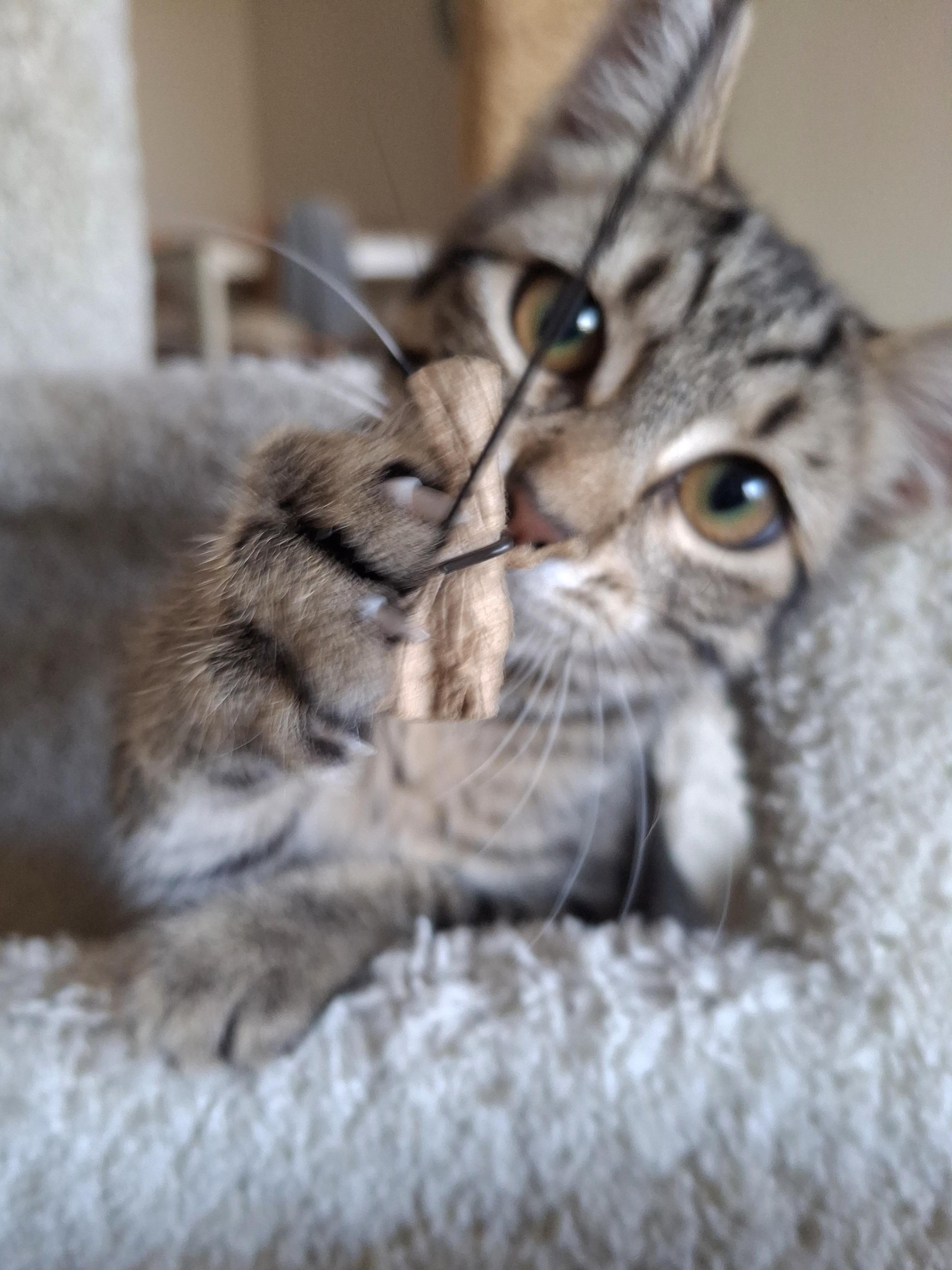 Enlarge Cheetara, a Adoptable mixed breed in Yorba Linda, CA image 4/6