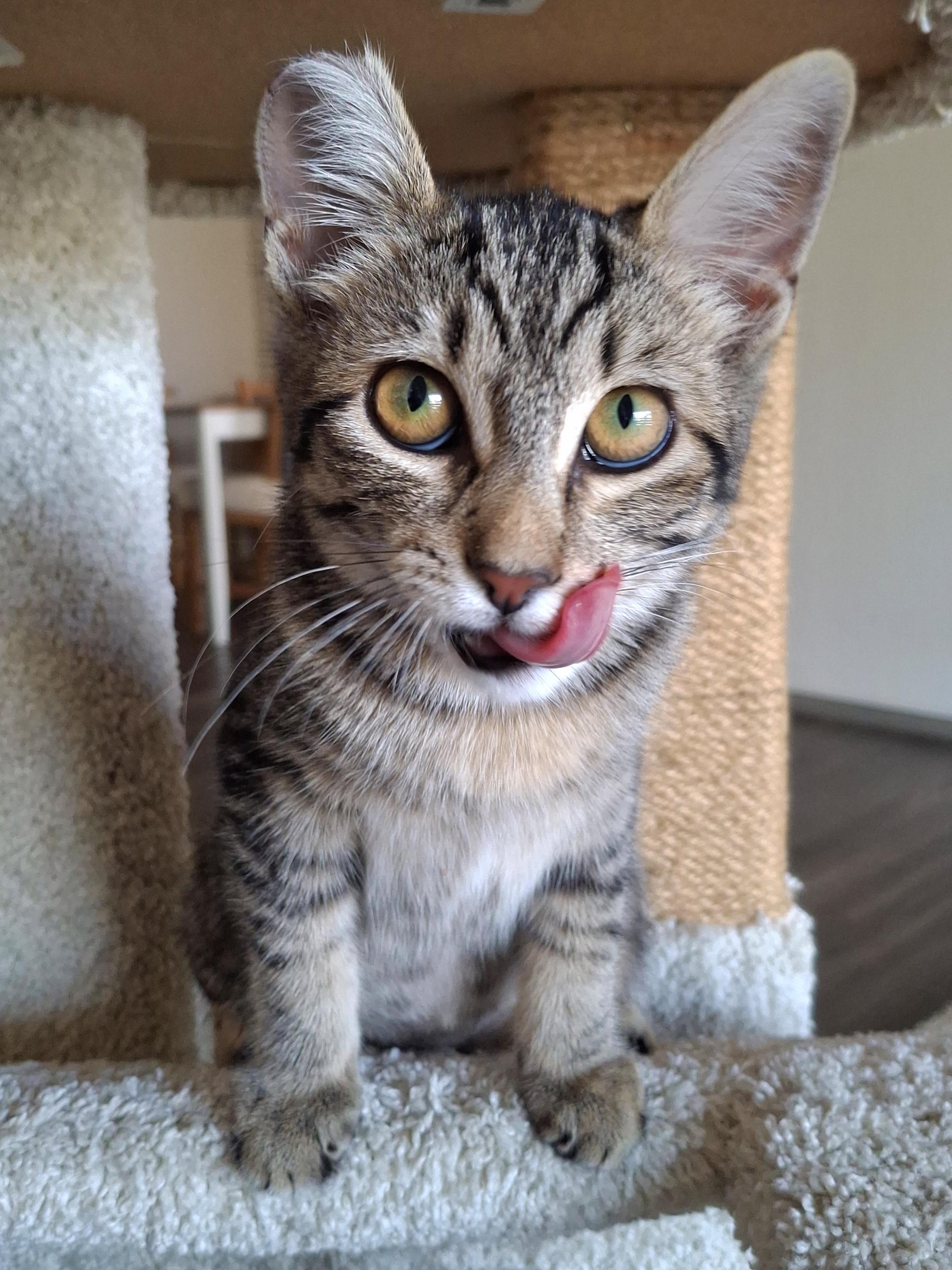 Enlarge Cheetara, a Adoptable mixed breed in Yorba Linda, CA image 3/6