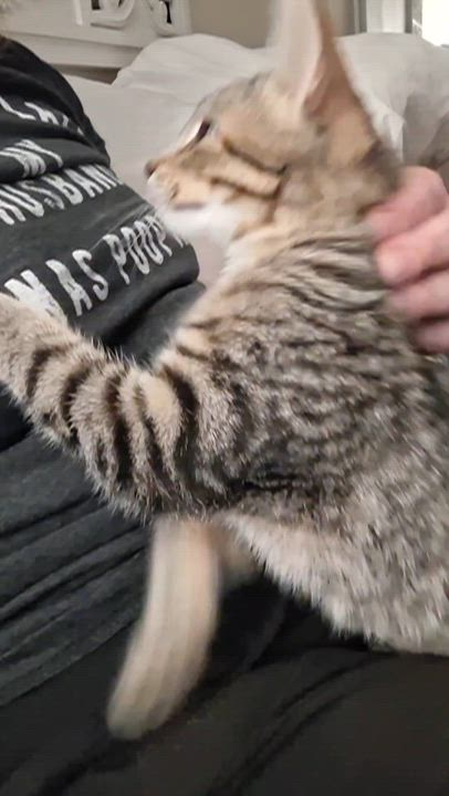Enlarge Cheetara, a Adoptable mixed breed in Yorba Linda, CA video 6/6