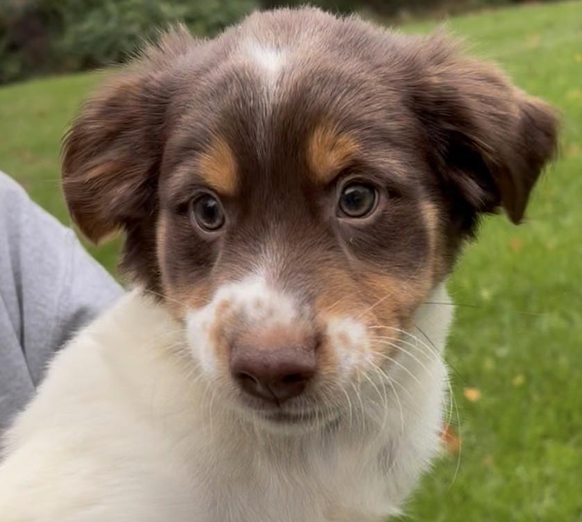 Quintin-Available www.lhar.dog to apply, Adoptable, Puppy Male Spaniel & Australian Shepherd.