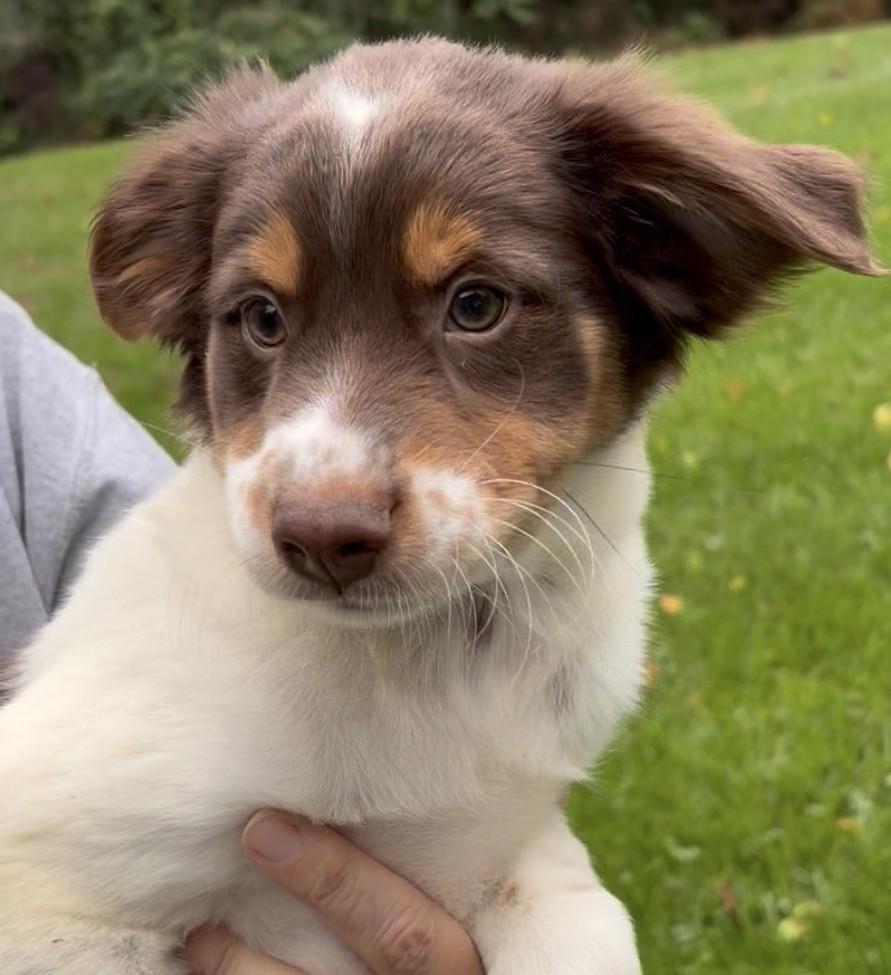 Enlarge Quintin-Available www.lhar.dog to apply, a Adoptable mixed breed in Frederick, MD image 2/5