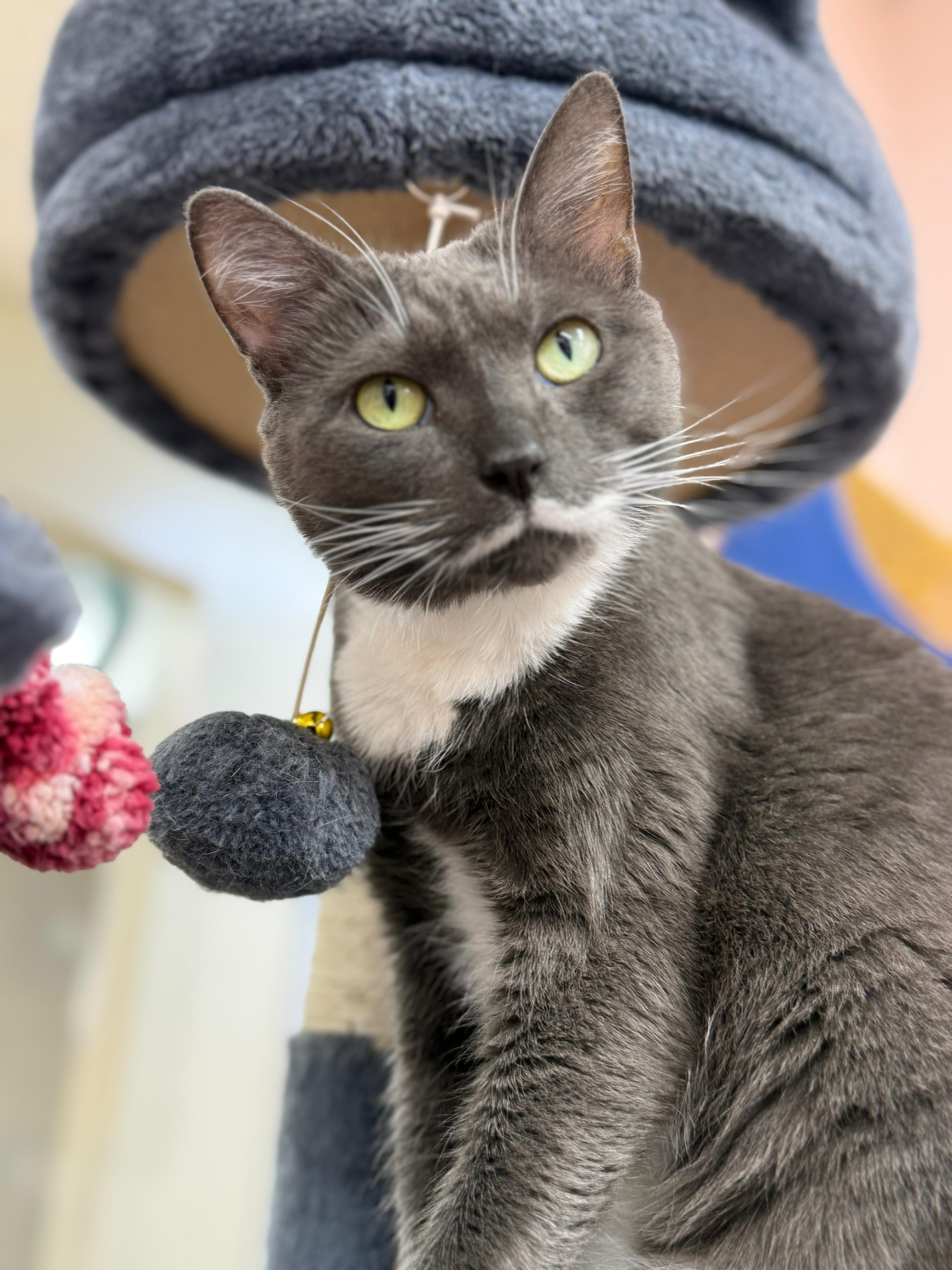 Sonet, Adoptable, Adult Male Domestic Short Hair.