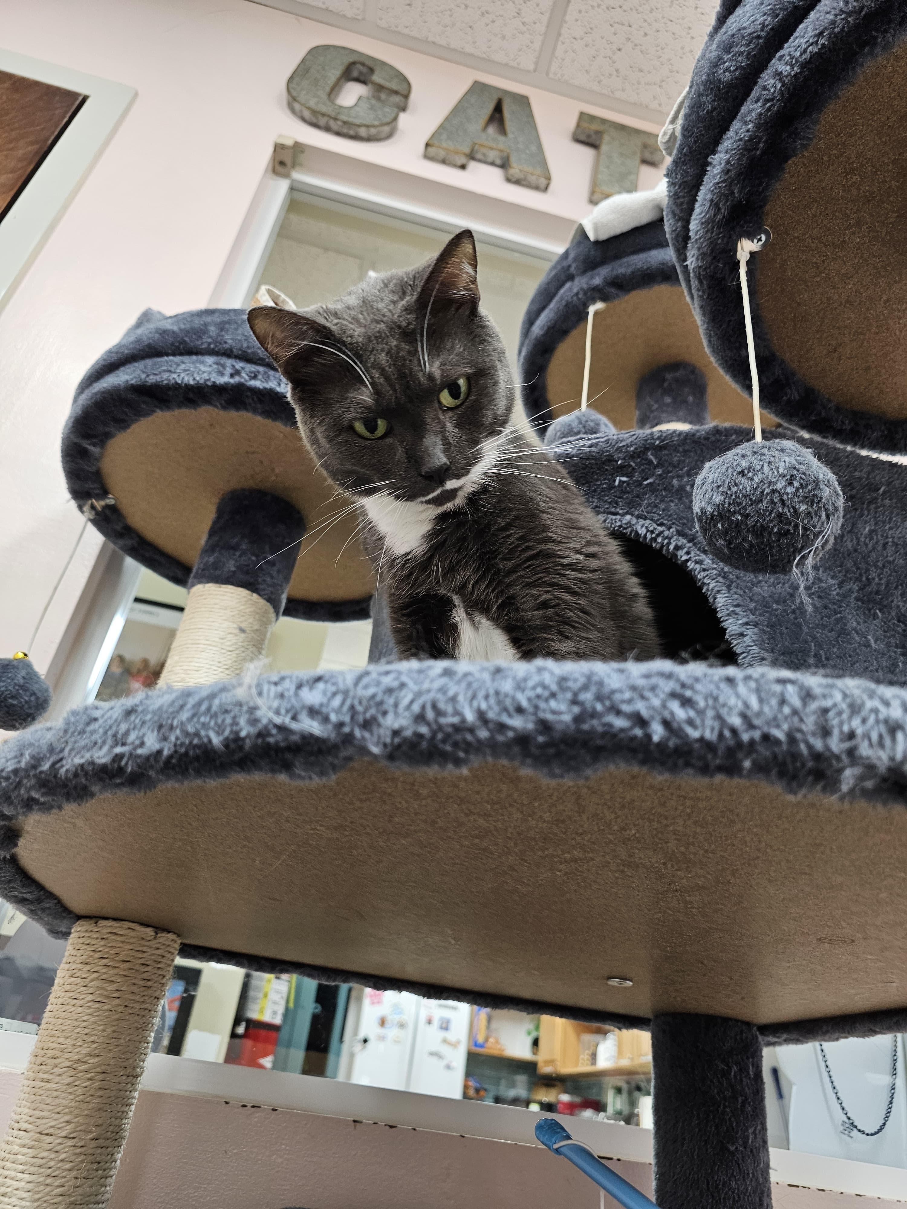 Enlarge Sonet, a Adoptable Domestic Short Hair in Lauderhill, FL image 4/5