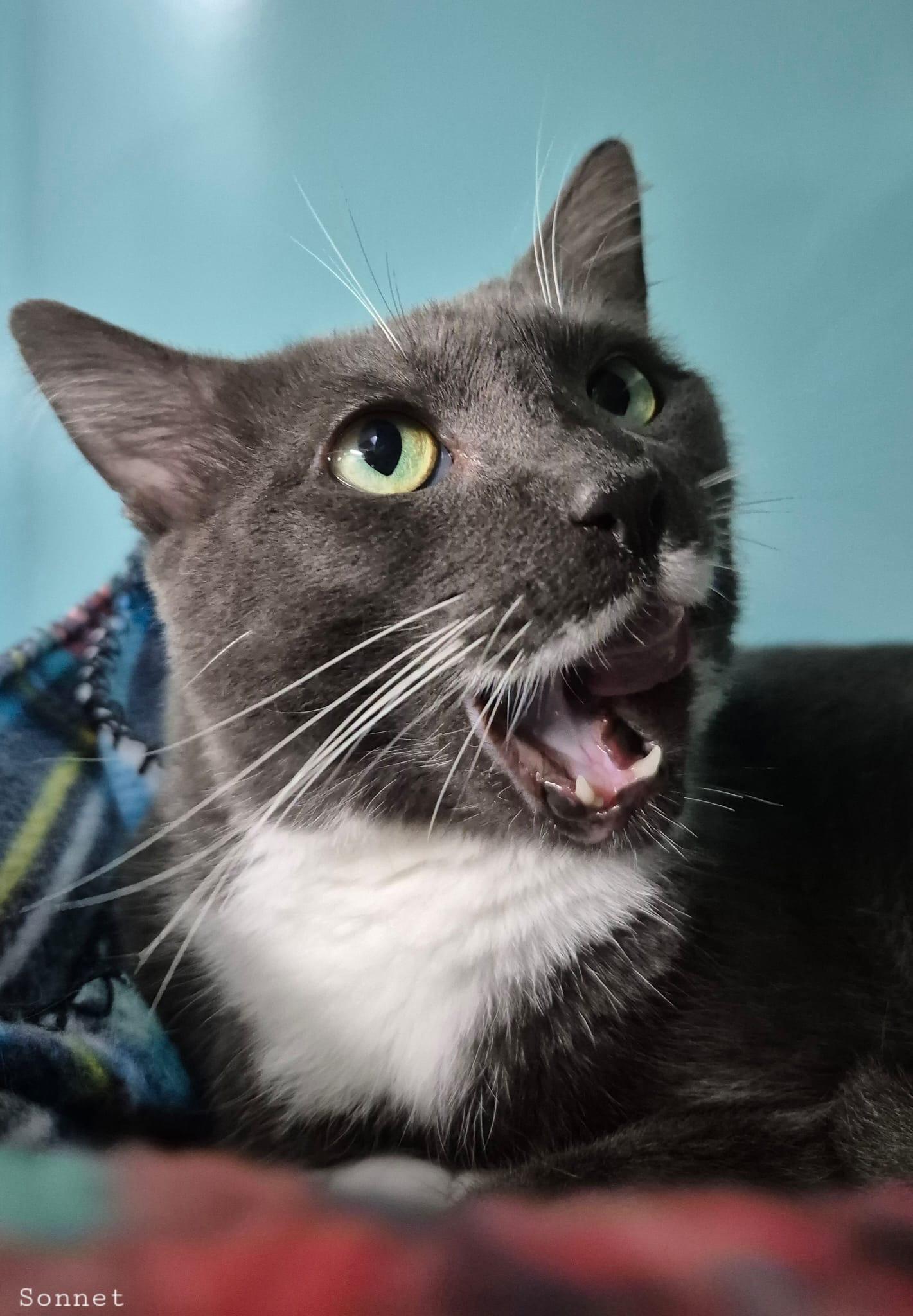 Sonet, a Adoptable Domestic Short Hair in Lauderhill, FL image 1/3