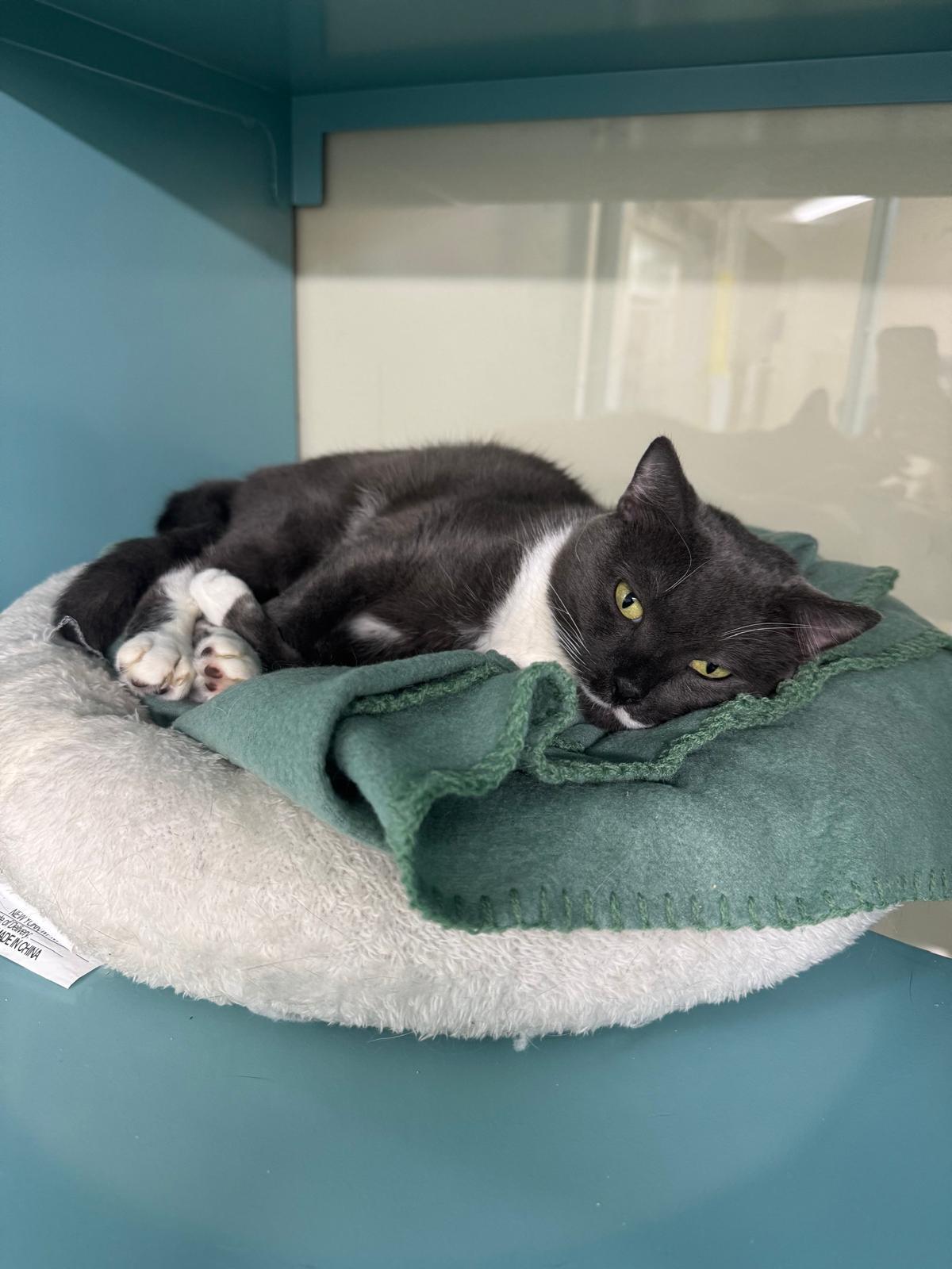 Sonnet, Adult Male Domestic Short Hair