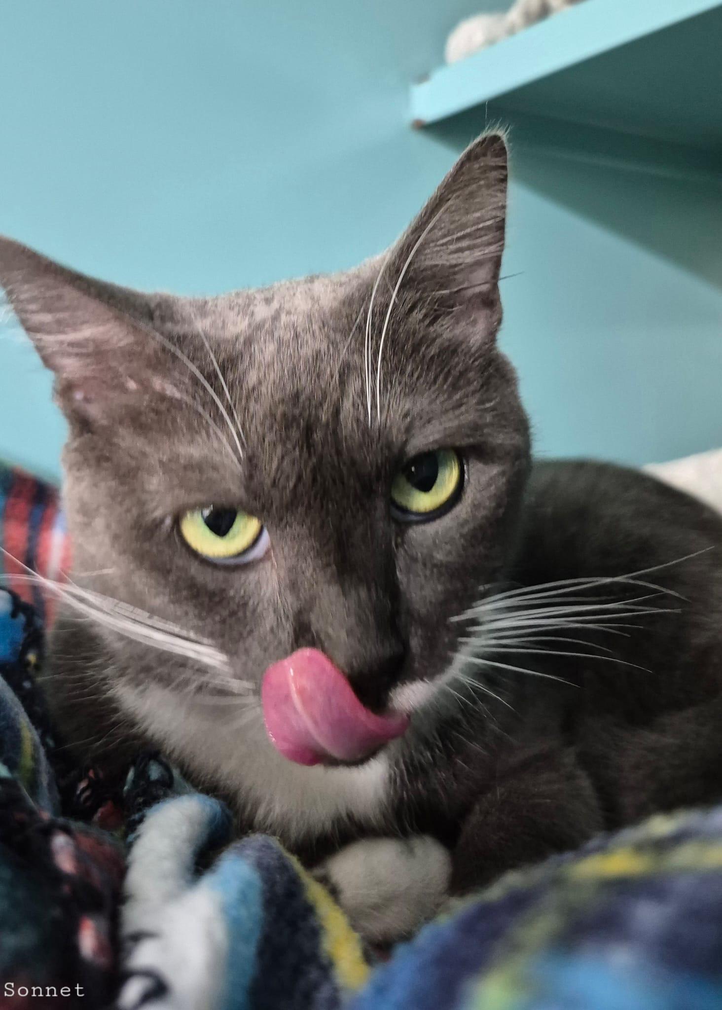 Sonet, a Adoptable Domestic Short Hair in Lauderhill, FL image 2/3