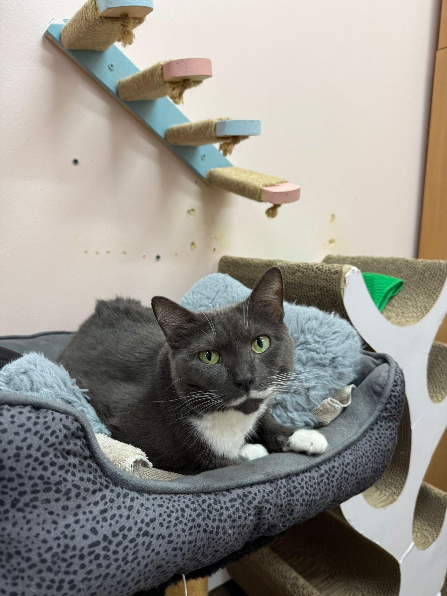 Enlarge Sonet, a Adoptable Domestic Short Hair in Lauderhill, FL image 3/5