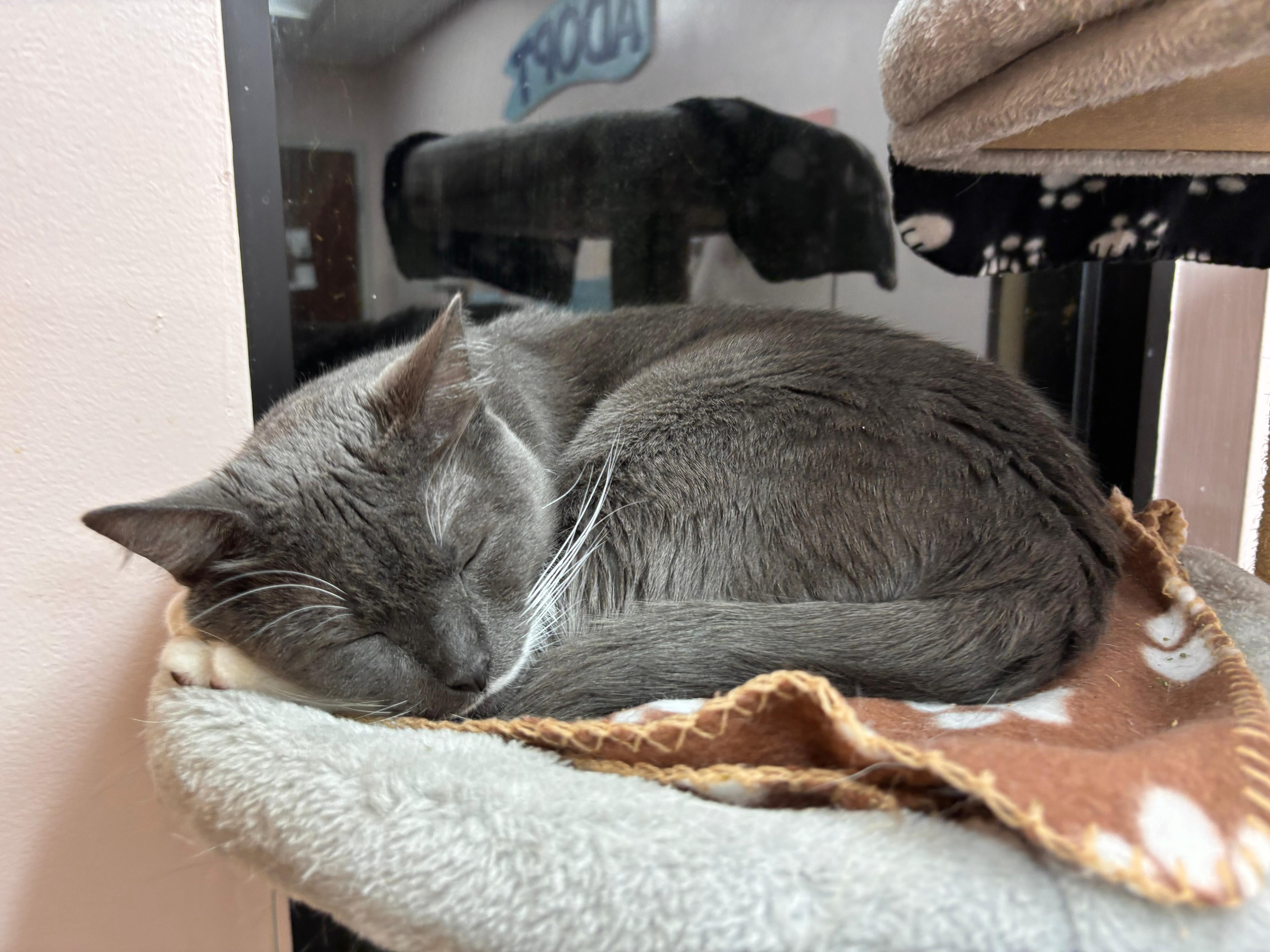 Enlarge Sonet, a Adoptable Domestic Short Hair in Lauderhill, FL image 5/5