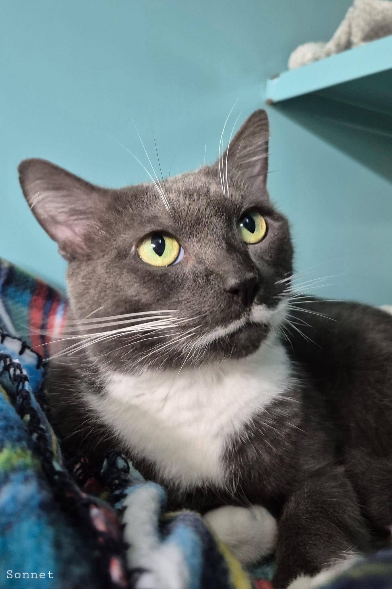 Sonet, a Adoptable Domestic Short Hair in Lauderhill, FL image 3/3