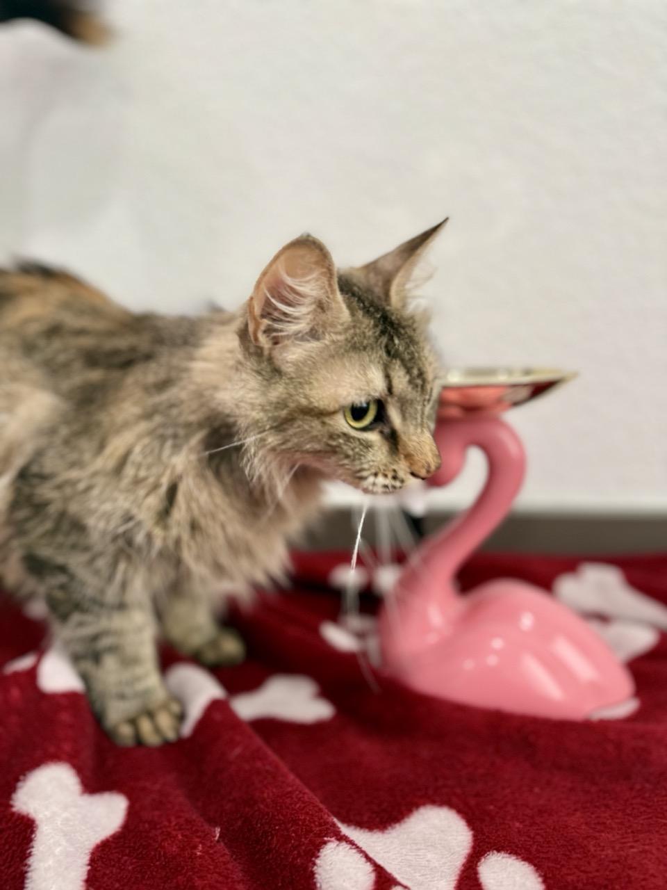 Enlarge Bailey, a ADOPTABLE Domestic Medium Hair in Las Vegas, NV image 3/3