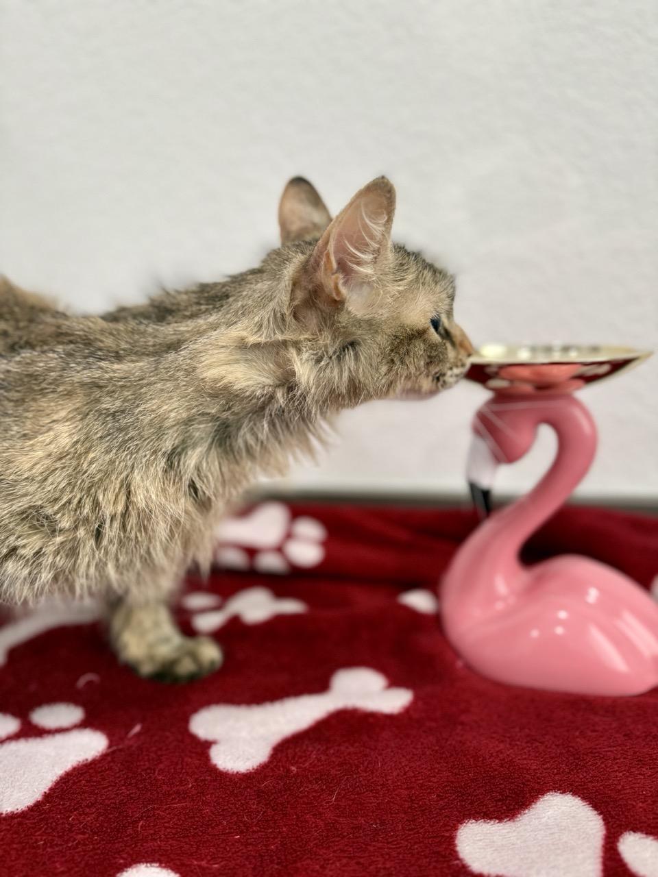 Enlarge Bailey, a ADOPTABLE Domestic Medium Hair in Las Vegas, NV image 1/3