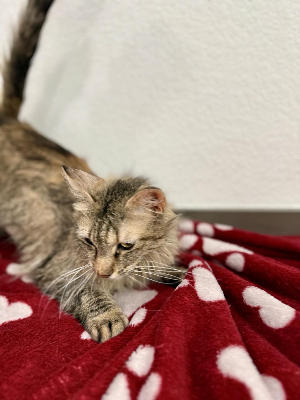 Enlarge Bailey, a ADOPTABLE Domestic Medium Hair in Las Vegas, NV image 2/3