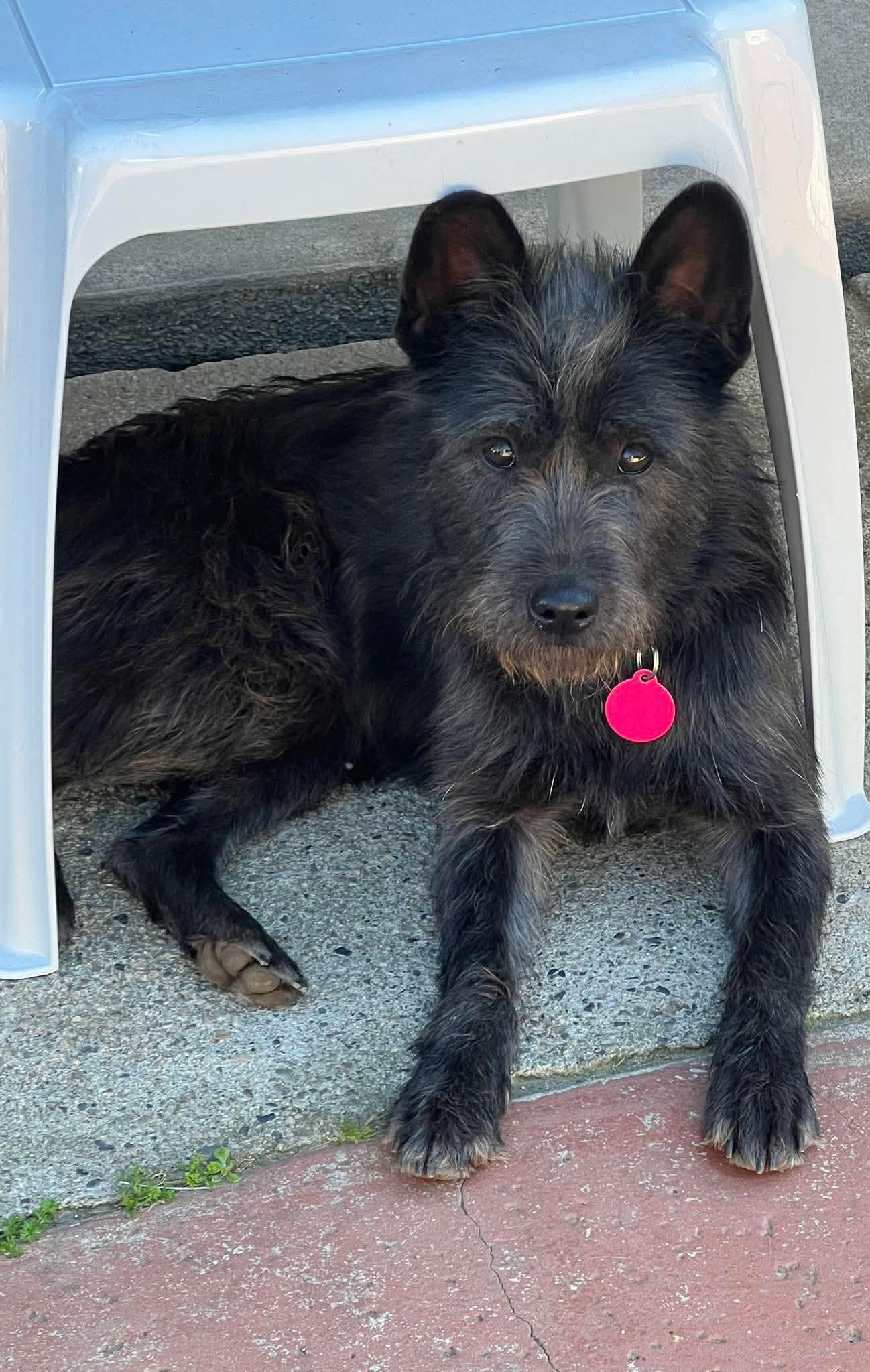 Tilly, a ADOPTABLE mixed breed in Surrey, BC image 1/6