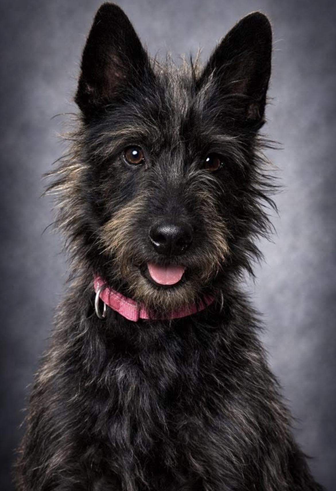Tilly, a ADOPTABLE mixed breed in Surrey, BC image 6/6