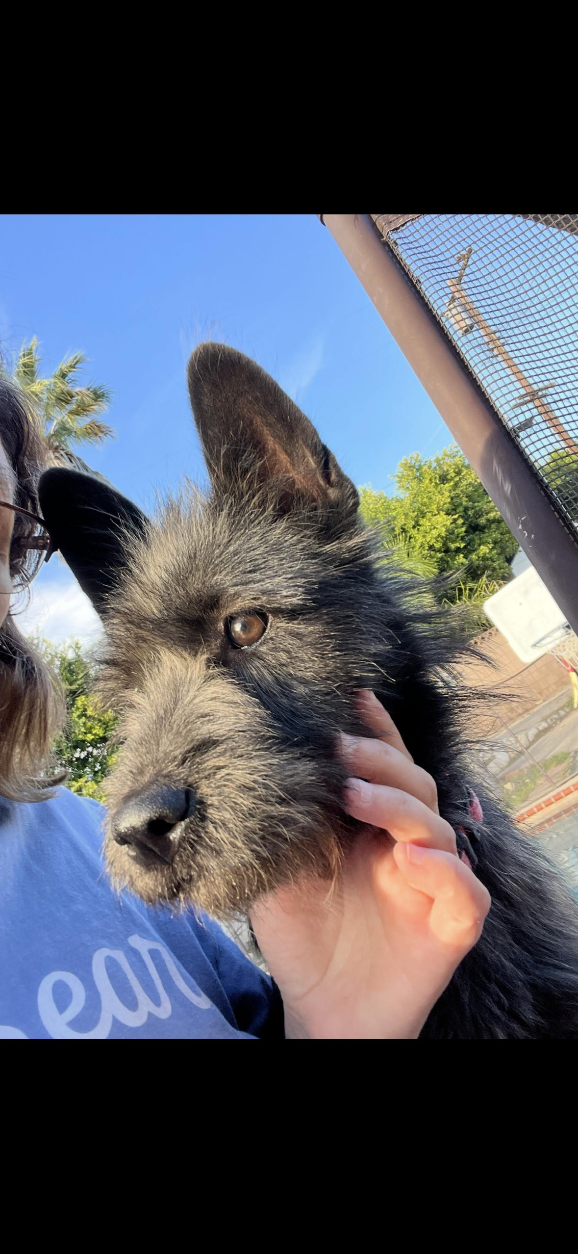 Tilly, a ADOPTABLE mixed breed in Surrey, BC image 5/6