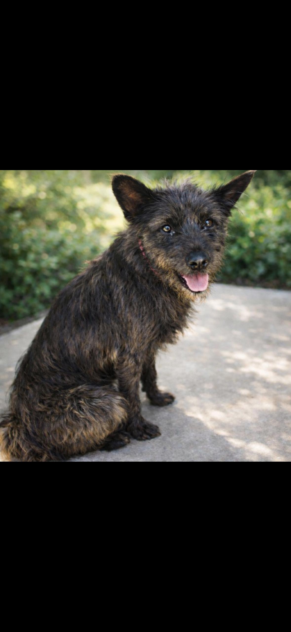 Tilly, a ADOPTABLE mixed breed in Surrey, BC image 4/6
