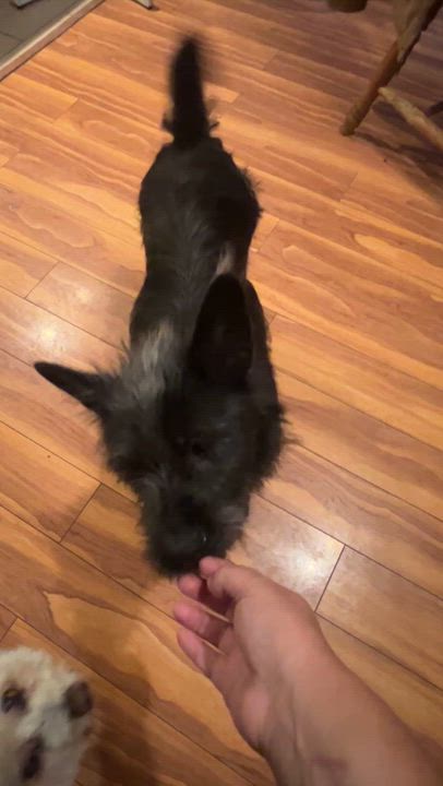 Enlarge Tilly, a ADOPTABLE mixed breed in Surrey, BC video 3/6