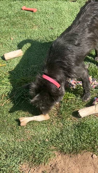 Enlarge Tilly, a ADOPTABLE mixed breed in Surrey, BC video 2/6